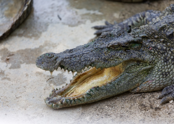 Ben, Sini Ada Buaya...