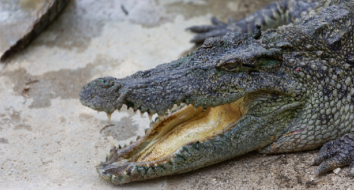 Ben, Sini Ada Buaya...