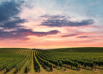 Kisah Dua Kebun dan Pemiliknya dalam Surat Al Kahfi