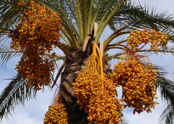 Perdagangan yang Menguntungkan Saat Melepas Satu Kebun