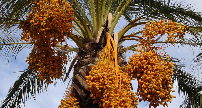 Perdagangan yang Menguntungkan Saat Melepas Satu Kebun