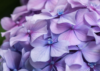 Akibat Baktinya pada Ibu, Pemuda ini Sembuh dari Sakitnya