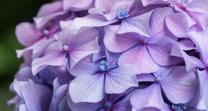 Akibat Baktinya pada Ibu, Pemuda ini Sembuh dari Sakitnya