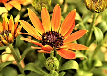 Kisah Sya'ban dan Tiga Kalimat Saat Sakaratul Maut