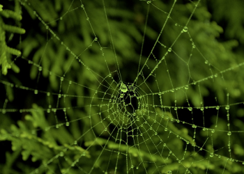 Jaring Laba-Laba; Sebuah Rumah yang Rapuh