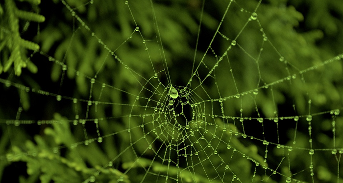Jaring Laba-Laba; Sebuah Rumah yang Rapuh