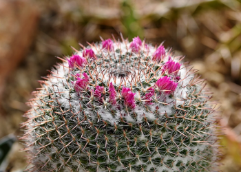 Ketika Abdullah bin Ubay Menghasut Nabi