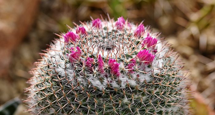Ketika Abdullah bin Ubay Menghasut Nabi