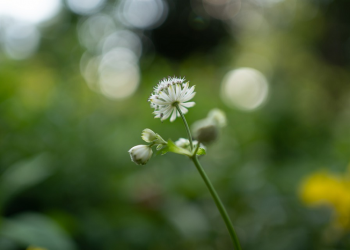 Tabligh Akbar Remaja Masjid Raya Bintaro