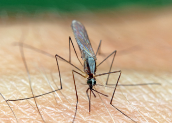 Mengapa Allah Menyebutkan Nyamuk dalam Alquran? 