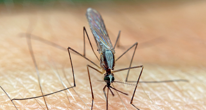 Mengapa Allah Menyebutkan Nyamuk dalam Alquran? 