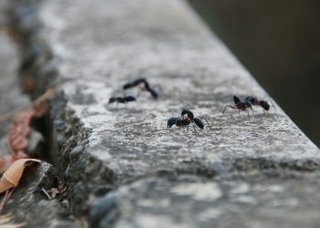 Inilah Keistimewaan Semut Hingga Disebut dalam Alquran