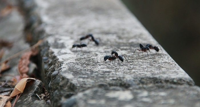 Inilah Keistimewaan Semut Hingga Disebut dalam Alquran