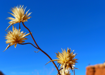 Tangisan Umar bin Abdil Aziz Rahimahullah