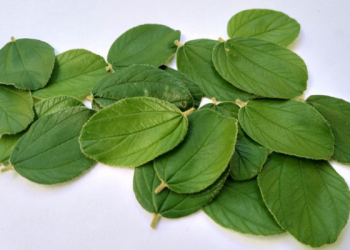 Tangisan Umar bin Abdil Aziz Rahimahullah