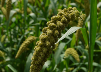 Tangisan Umar bin Abdil Aziz Rahimahullah