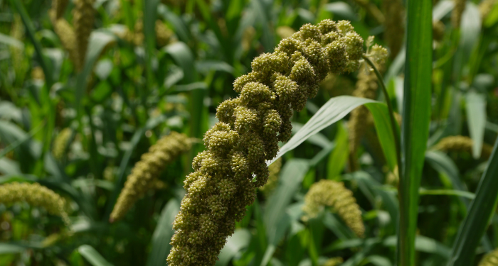Tangisan Umar bin Abdil Aziz Rahimahullah