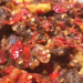 Dendeng Basah, Resep Mudah Dalam Tiga Langkah