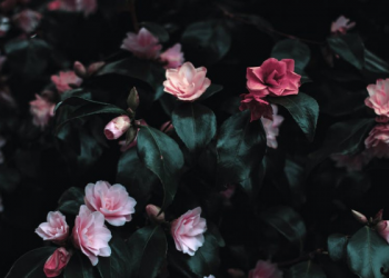 Pengorbanan Ali bin Abi Thalib