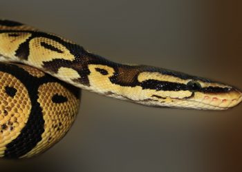 Puasa seekor ular dan ulat