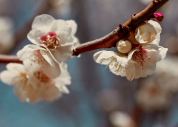 Syafiyah binti Huyay Istri Nabi Keturunan Yahudi