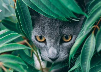 Manfaat Mendengarkan Murotal Alquran