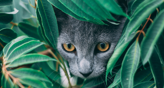 Manfaat Mendengarkan Murotal Alquran