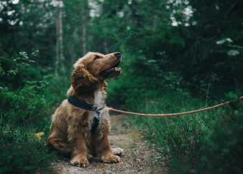 Hikmah Islam pelihara anjing