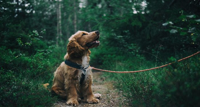 Hikmah Islam pelihara anjing