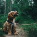 Hikmah Islam pelihara anjing