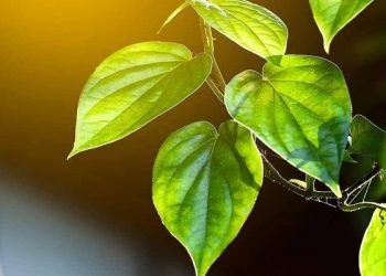 Menghilangkan Jerawat Secara Alami dengan Daun Sirih