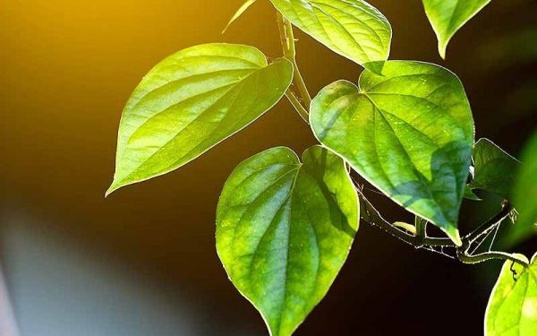 Menghilangkan Jerawat Secara Alami dengan Daun Sirih