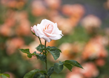 Puasa Sunah 'Asyura (Bag. 3-tamat)