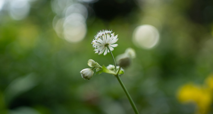 Puasa Sunah Asyura (Bag. 1)