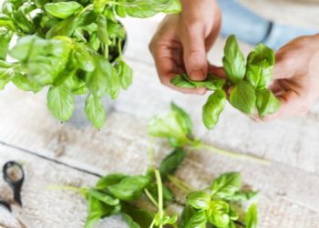 Daun Kemangi untuk Kecantikan Kulit Wajah