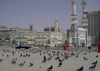 Merpati-Merpati Masjidil Haram