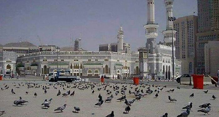 Merpati-Merpati Masjidil Haram