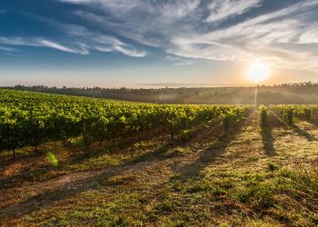 Manfaat sarapan pagi