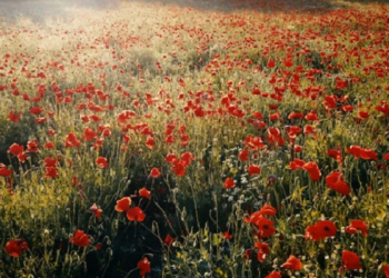 Mintalah Fatwa pada Hatimu