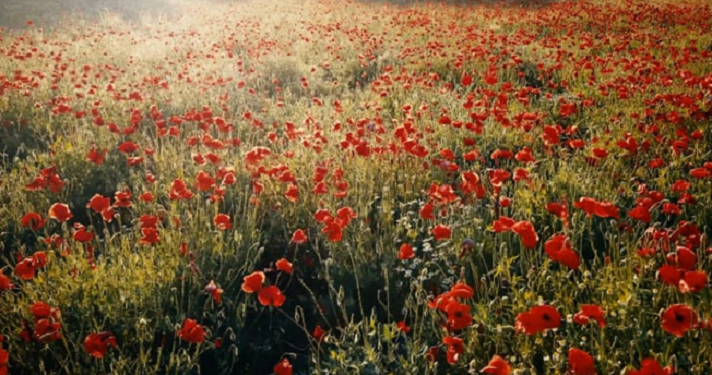 Mintalah Fatwa pada Hatimu