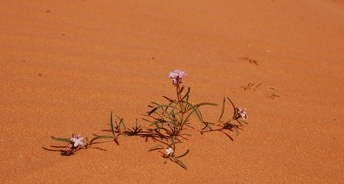 Aminah, Permata Padang Pasir