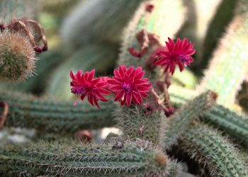 Manfaatkan Kaktus untuk Kecantikan Kulit