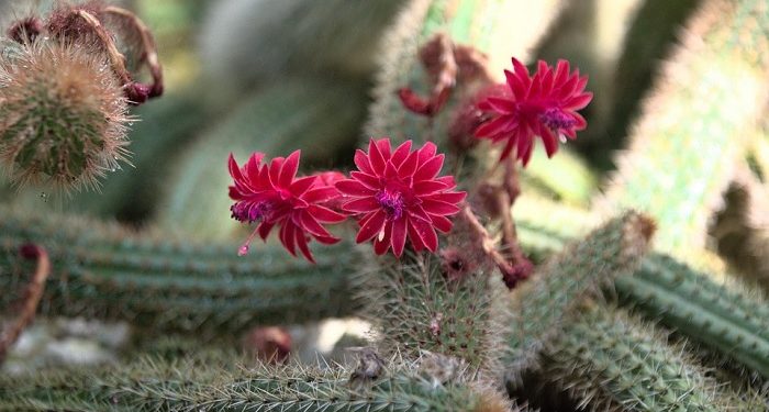 Manfaatkan Kaktus untuk Kecantikan Kulit