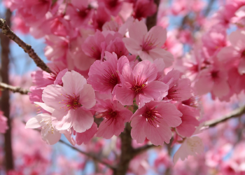 Manusia Terbaik Adalah yang Paling Banyak Istrinya