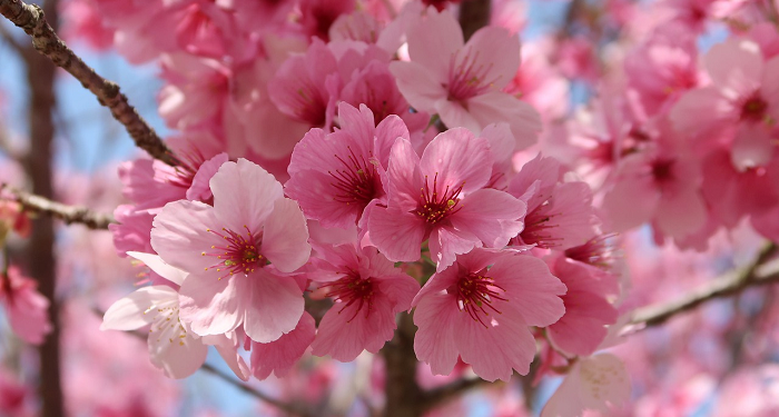 Manusia Terbaik Adalah yang Paling Banyak Istrinya