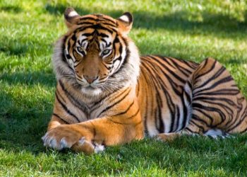 Kisah lelaki saleh dan seekor harimau