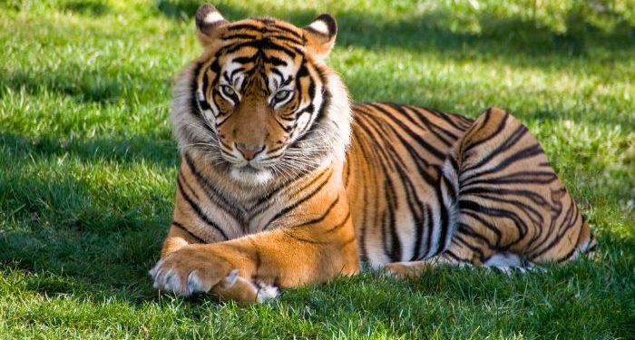 Kisah lelaki saleh dan seekor harimau