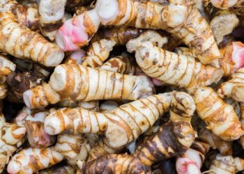 Lengkuas untuk hilangkan panu