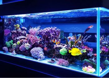 Tips singkat membersihkan akuarium