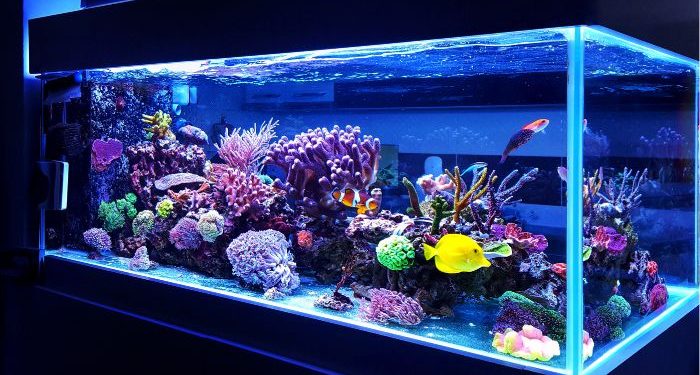 Tips singkat membersihkan akuarium